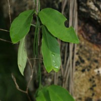 Vincetoxicum flexuosum var. tenuis (Blume) Schneidt, Meve & Liede